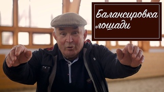 Балансировка лошади. Как выезжать молодую лошадь? Самые хорошие породы лошадей для выездки.