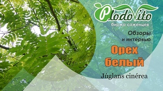 Орех белый I Juglans cinerea