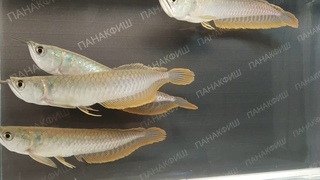 Арована серебряная Osteoglossum bicirhosum