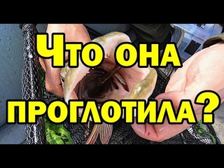 Это щучье безумие, они просто озверели. Как они умудряются так клевать / Рыбалка с Aikoland TV
