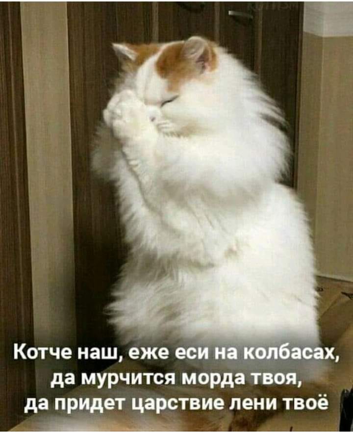 Котоматрица - 4 - Страница 12 ArKm3uBnab0