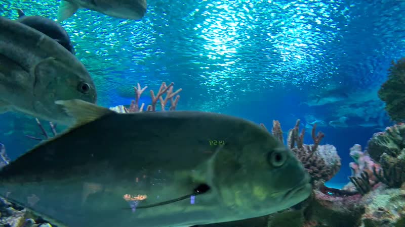 Океанариум🐟