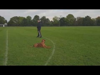 Hungarian Wire Hair Vizsla