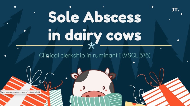 Абсцесс подошвы у молочных коров, Sole Abscess in Dairy