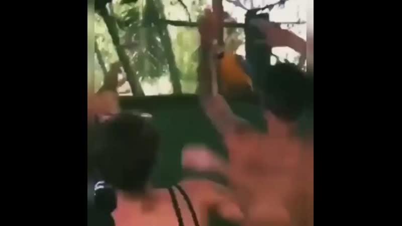 папуги денц денц