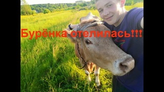 Реальная жизнь в Селе!!!//Буренка отелилась!//Крольчата окатились!