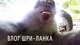 ВЛОГ ШРИ ЛАНКА | ОЕЗЬЯНА УКРАЛА КАМЕРУ