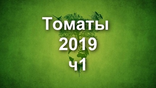 Сорта томатов 2019