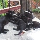 кошка привела котят. семья рысей. котята в сарае. котята с мамой. котенок прячется за кошкой.