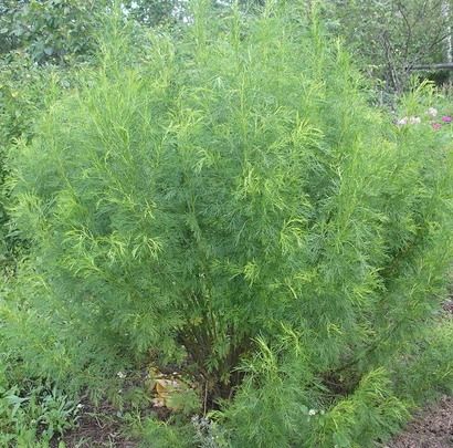 Божье дерево описание кустарника. Полынь абротан Божье дерево. Полынь укропное дерево. Артемизия растение Божье дерево. Полынь древовидная Артемизия.