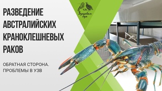 РАЗВЕДЕНИЕ АВСТРАЛИЙСКИХ КРАНОКЛЕШНЕВЫХ РАКОВ. ОБРАТНАЯ СТОРОНА. ПРОБЛЕМЫ В УЗВ.