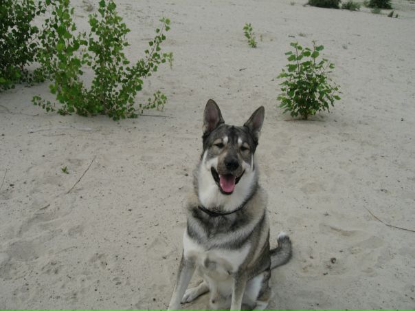 №33, Эльдар Гамидов, Киев №33, Эльдар Гамидов, Киев