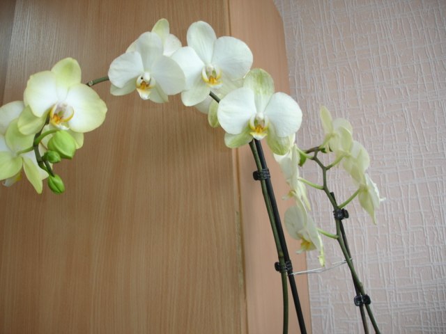 Валентина Косикова | Симферополь