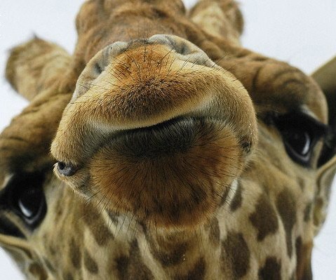 Виталий Хомич | Ровно