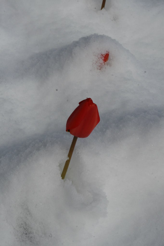 Vladimir Shnayderman | Salt Lake City