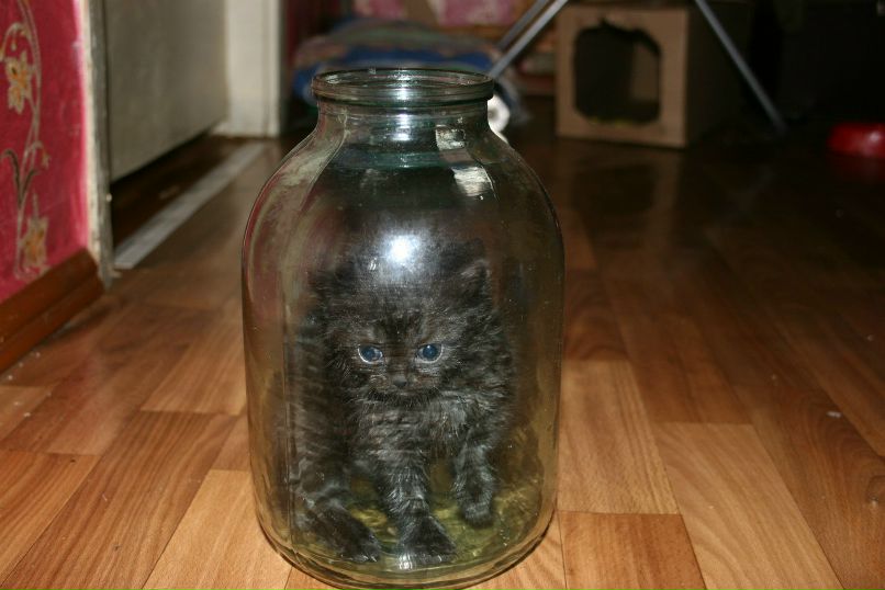 Светлана Павлова | Череповец