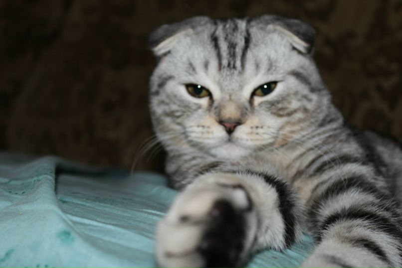 Вероничка Селина | Екатеринбург