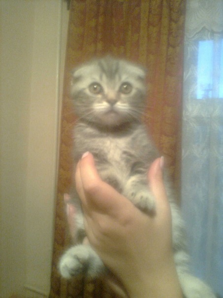 №17, Герман Немец №17, Герман Немец