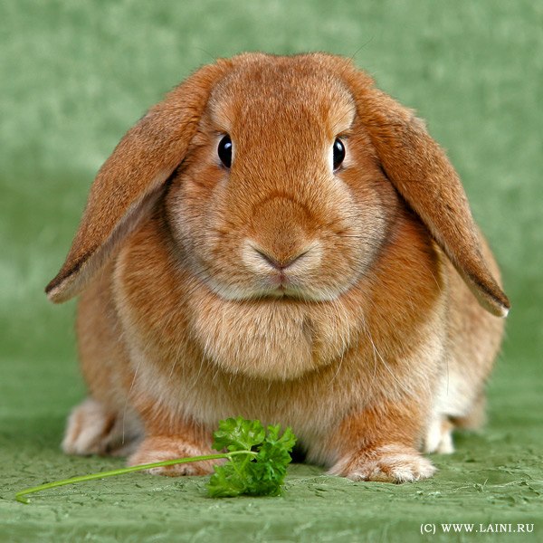 Аня Лазукова | Пермь