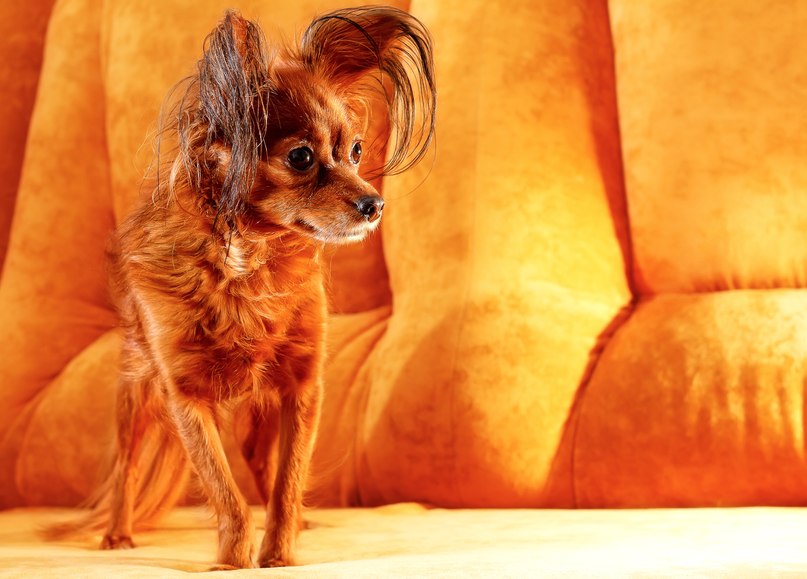 Света Сизоненко | Murfreesboro