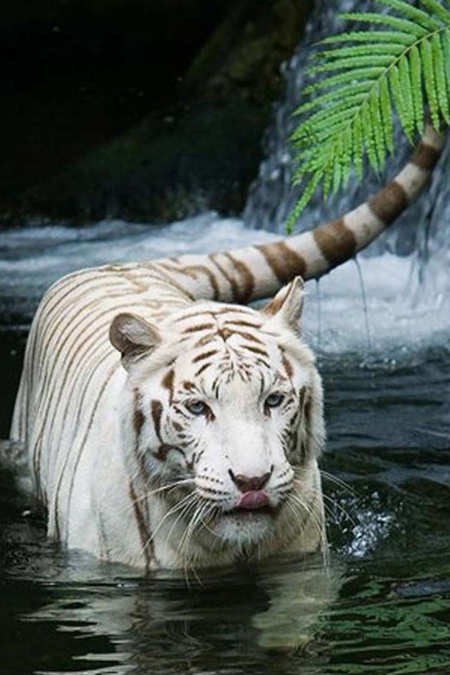 Monika Kiss | Москва