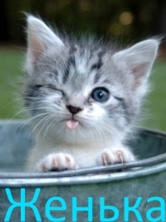 Евгений Заниздра | Вилково