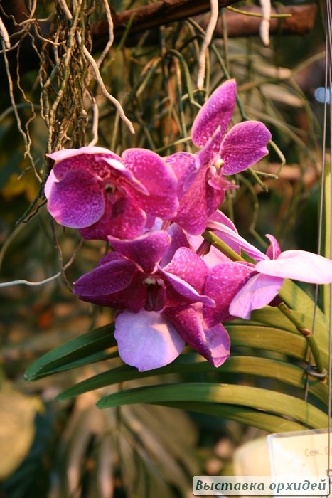 Тина Тина | Москва