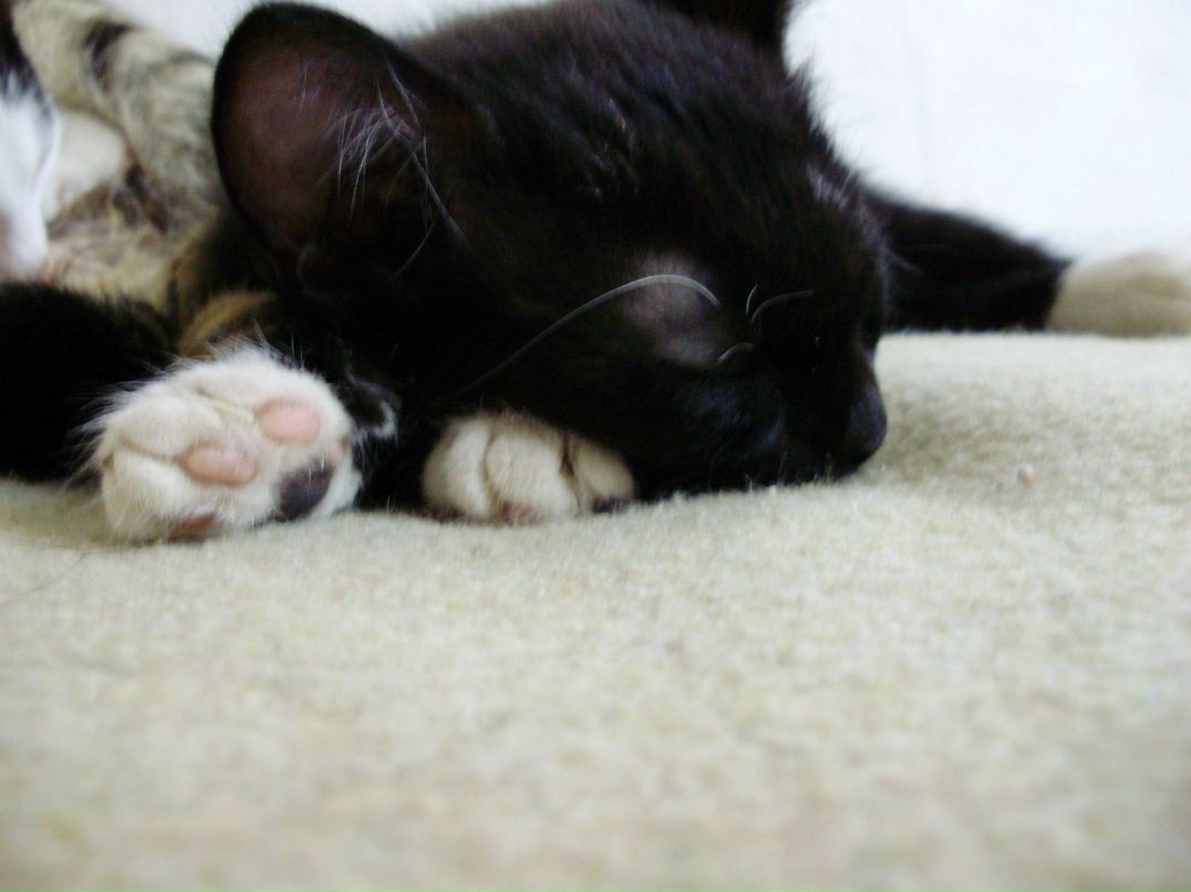 Таня Косовская | 