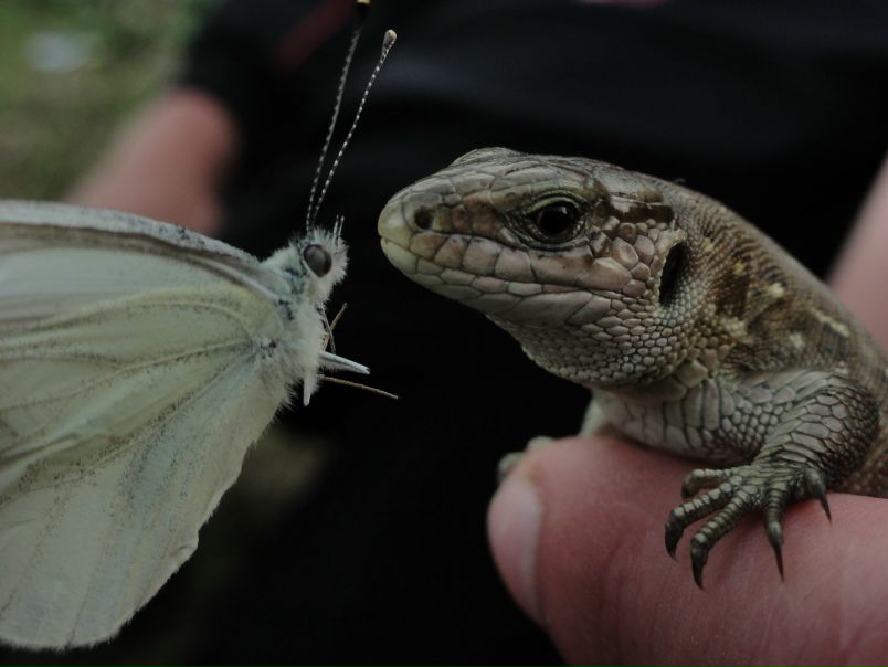 №31, Maksimka Вербин, 124 года, Kielce №31, Maksimka Вербин, 124 года, Kielce
