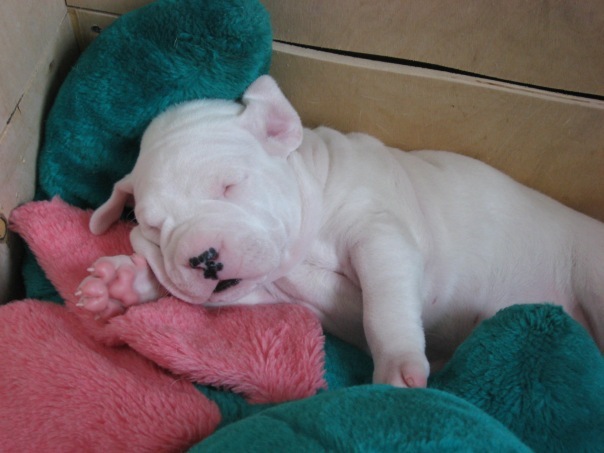 №42, Наталья Бондарева, 03.06, Санкт-Петербург №42, Наталья Бондарева, 03.06, Санкт-Петербург