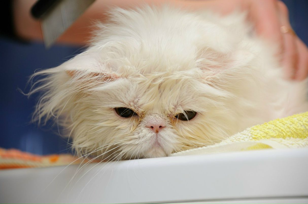 Николай Черников | Томск