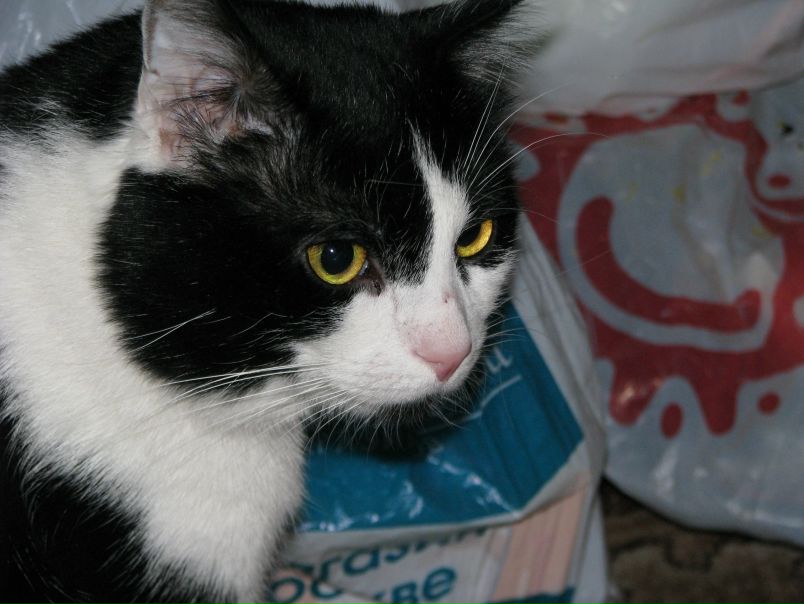 №135, Рина Сыч №135, Рина Сыч