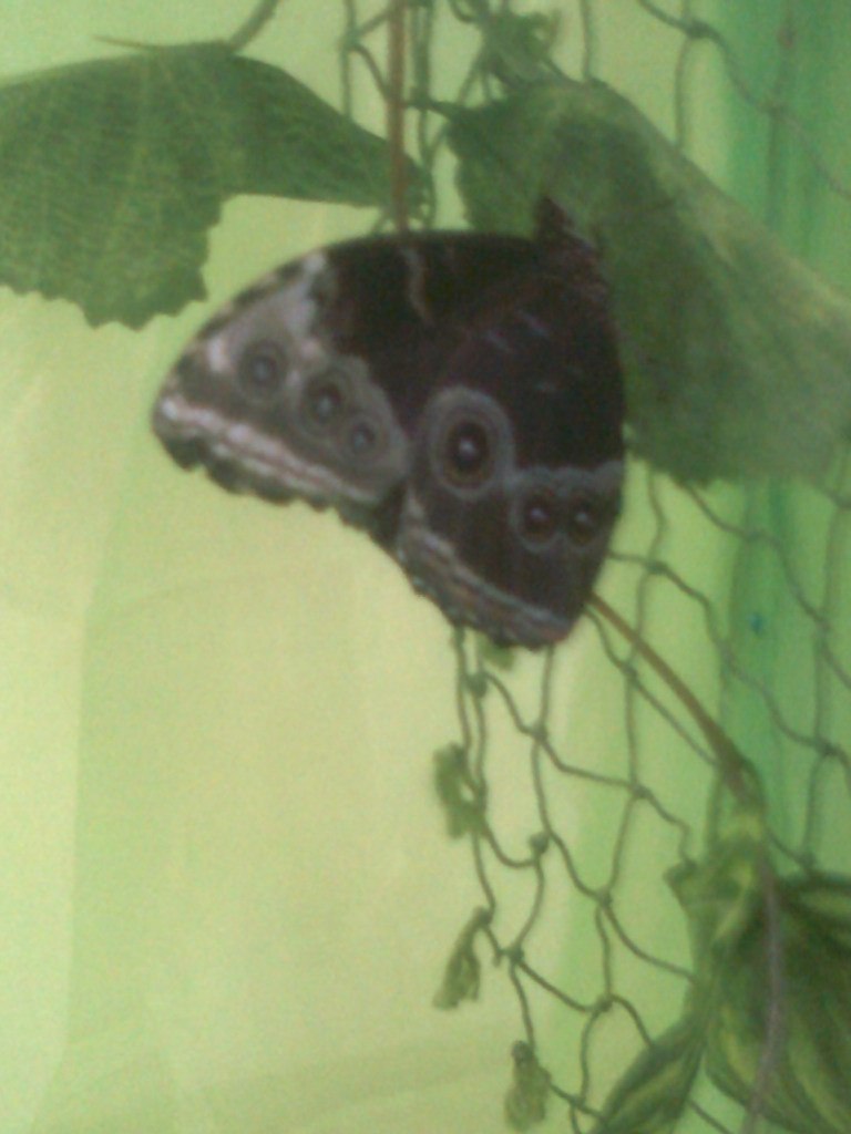 Алла Аракелова | Ессентуки