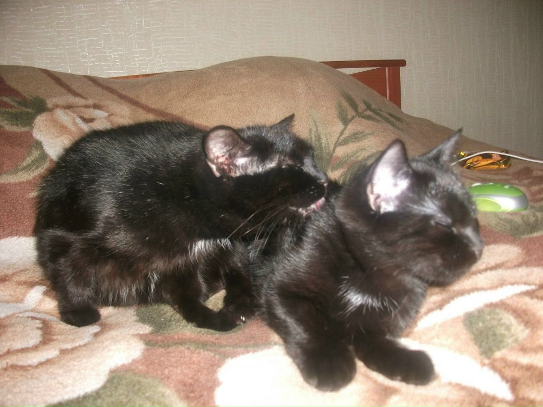 Наталья Дроздова | Алекка