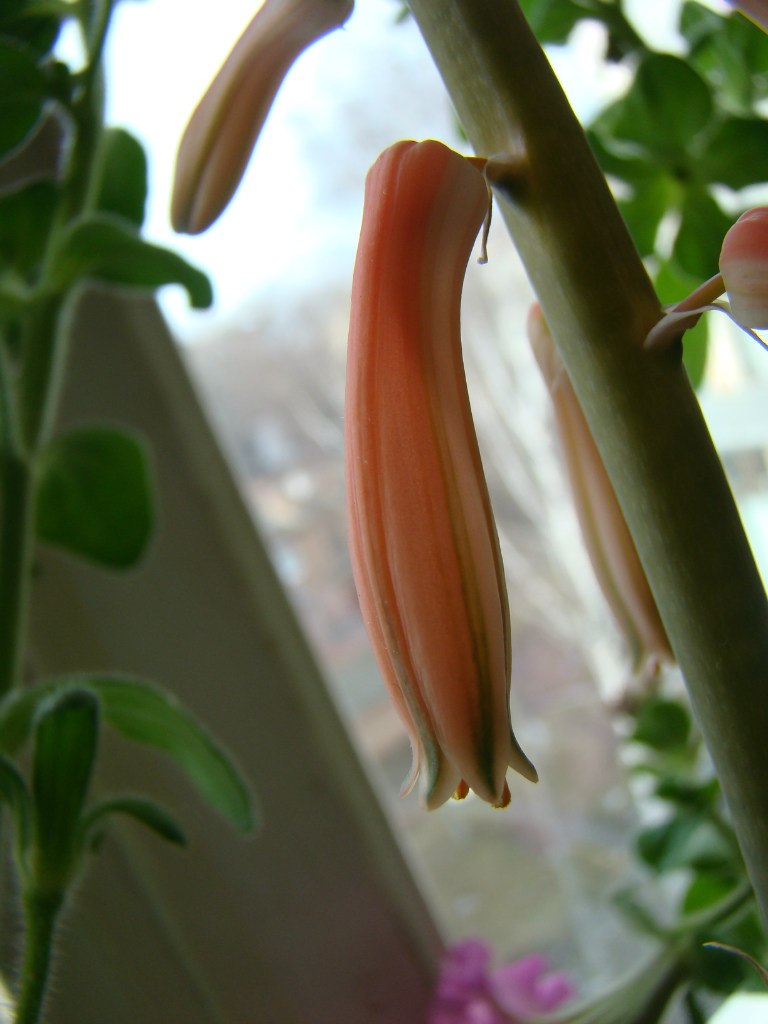 Антонина Гордий 