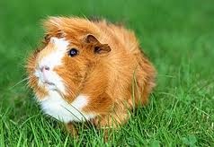 №85, Алёна Солодилова-Преображенская, 49 лет, Санкт-Петербург, Россия №85, Алёна Солодилова-Преображенская, 49 лет, Санкт-Петербург, Россия