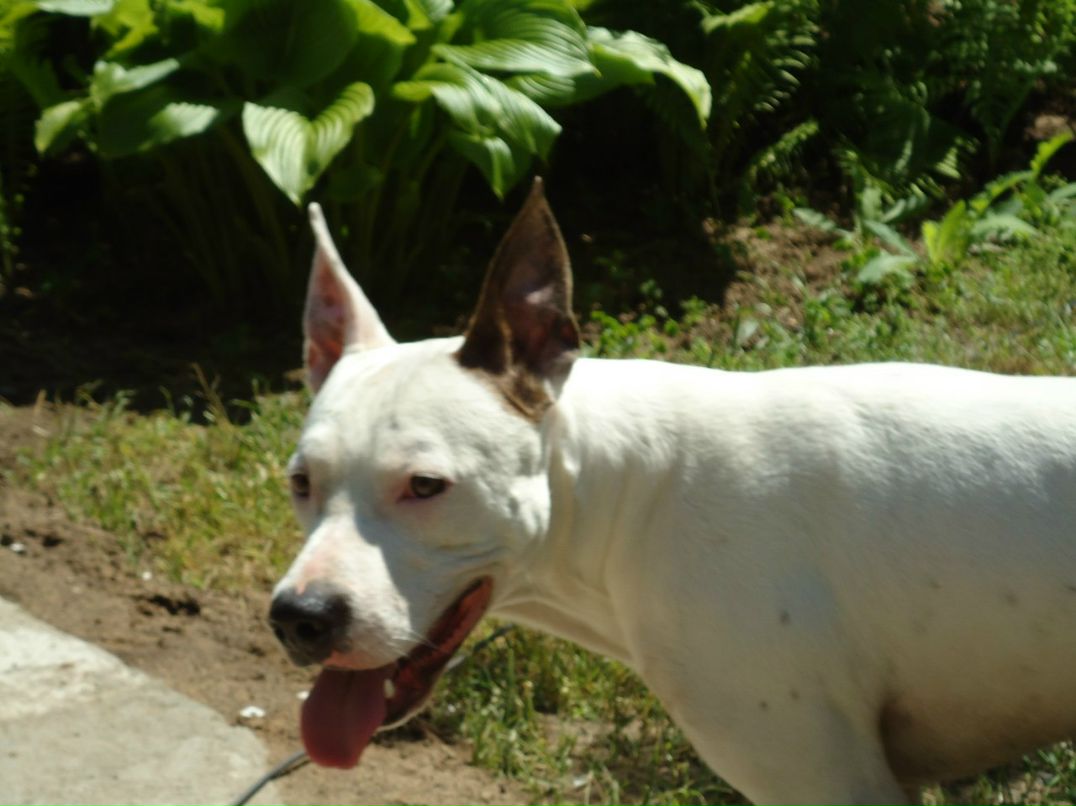 Александр Ворохов *DED.STAR* | Краснознаменск