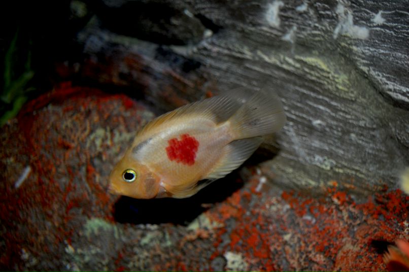 Калерия Тихенко | Краснодар