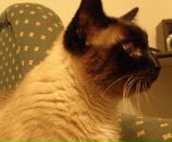 №14, Иван Лазарев, Москва, Россия