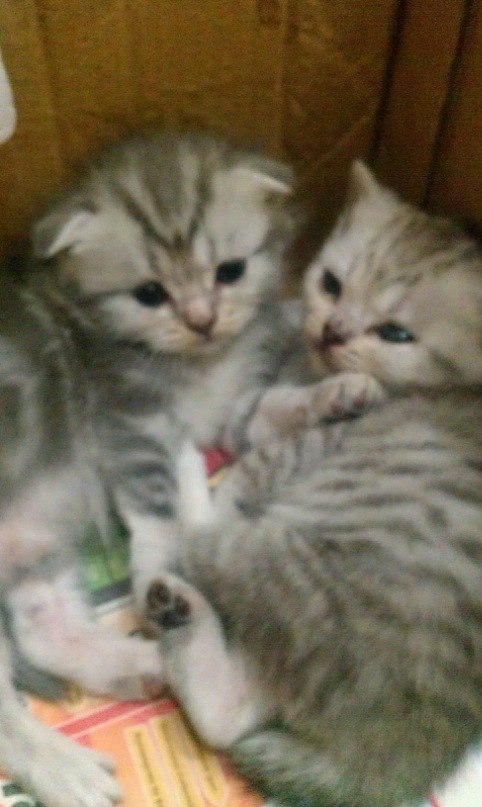 Эля Горякина | Dubai