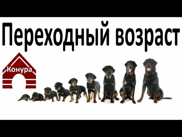 Переходный возраст у собаки, чем это