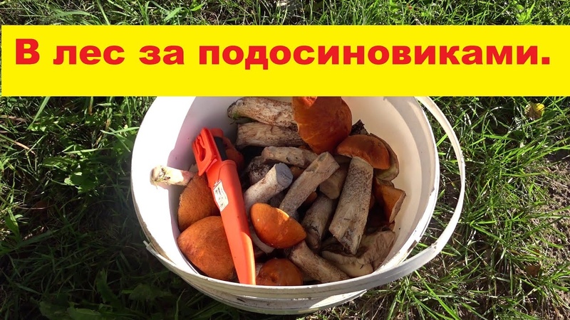 В лес за подосиновиками. Грибной сезон 2020 года. Тhe forest for