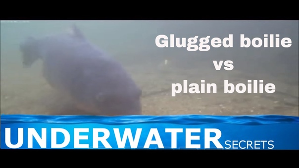 Underwater carp fishing Glugged vs Unglugged