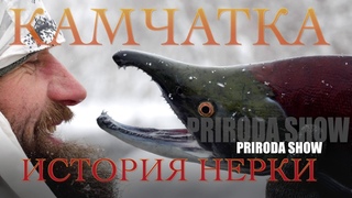 История нерки. Камчатка 2016. PRIRODA SHOW.