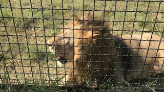 Молодые львы, утомленные солнцем и едой) Тайган Young lions tired of the sun and food) Taigan