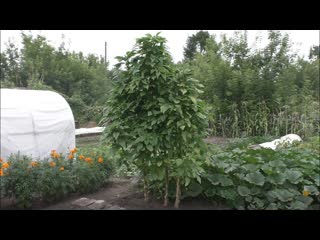 Амарант КРЕПЫШ, описание, опыт выращивания.