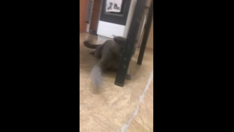Кошачья реакция