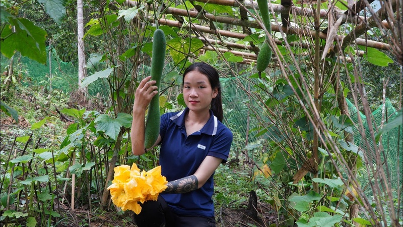 Full Video: HARVEST Vegetables, Pumpkin, Melons, Gourds Indispensable dishes in meals Go