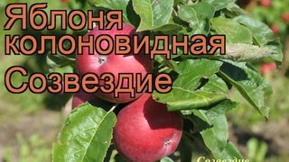 Яблоня колоновидная Созвездие (malus sozvezdie) 🌿 обзор: как сажать, саженцы яблони Созвездие