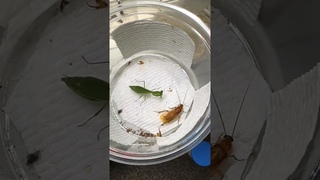 Watch the stealthy praying mantis in action! #PrayingMantisLife #InsectWorld